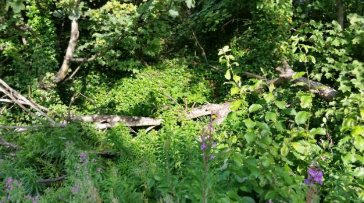 Anderson shelter, overgrown, Prospecthill  Place, Greenock image by Stephen McAllister