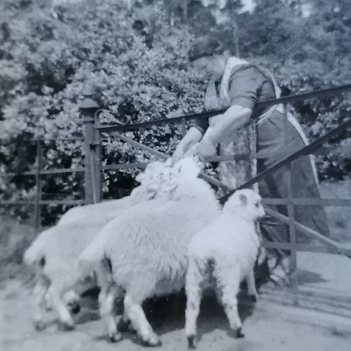 Auntie Annie Baker Neé Mcintyre (Graeme St Claire's Aunt) Feeding Orphaned Lambs Inverary Late 1950S